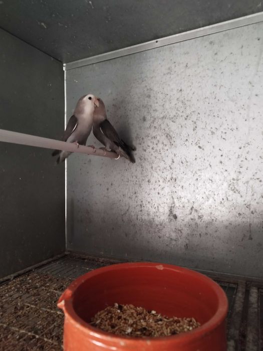 Agapornis Roseicollis Casais adultos reprodutores