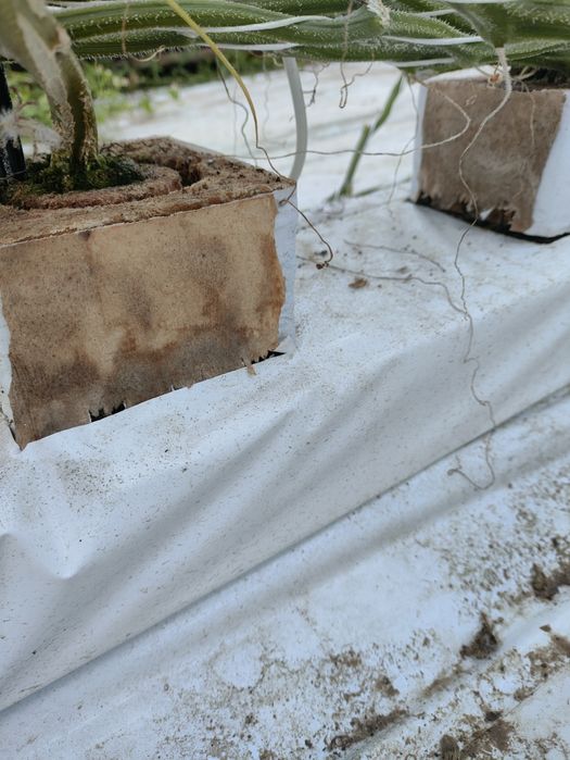 Mata uprawowa, wełna po ogórku