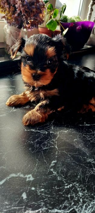 Цуценята Йоркширський тер'єр