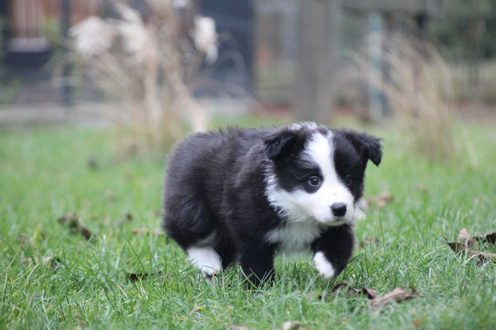 Border collie ZKwP FCI show