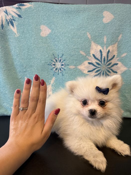 Lulu da pomêrania / Spitz Alemão fofinha !