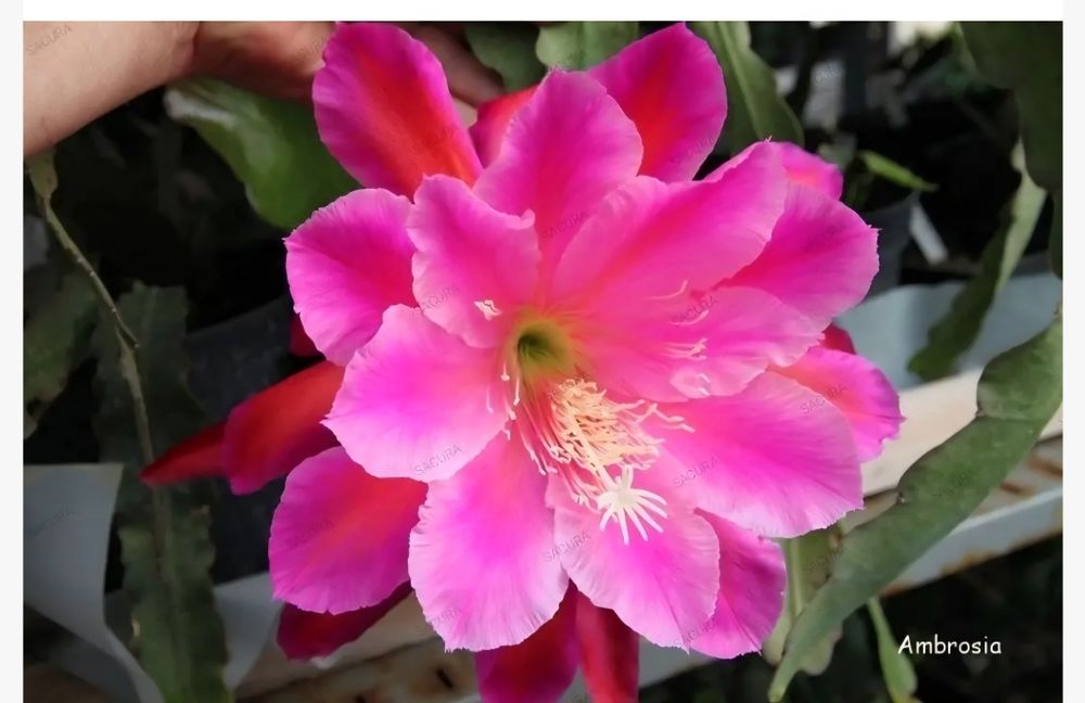 Епіфіллум эпифиллум Ambrosia