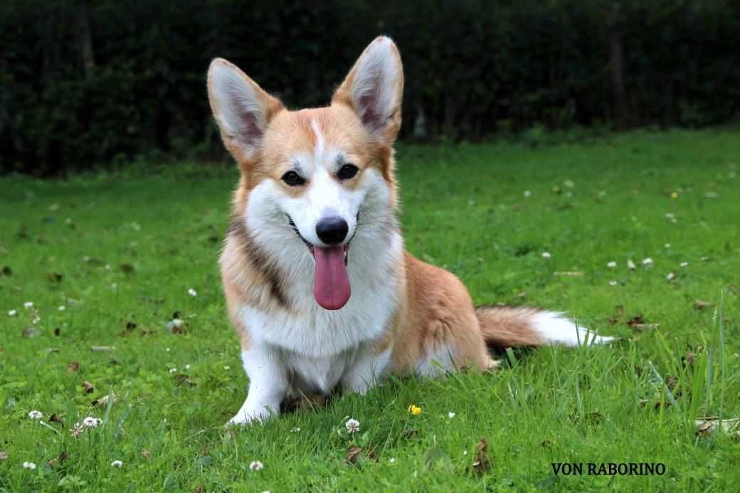 Welsh corgi pembroke