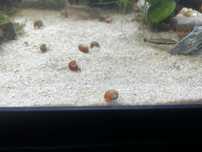 Caracóis planorbis