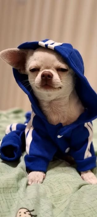 Вязка чихуахуа мини