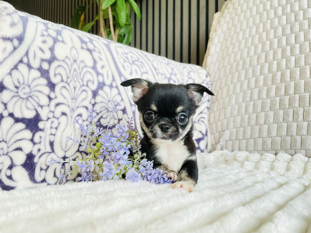 Chihuahua Russo macho miniatura black tan tricolor