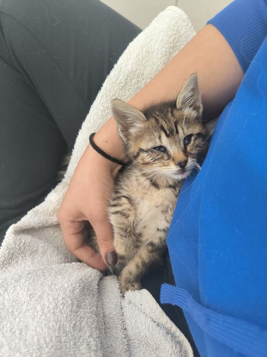 Gatinho 1 mês e meio para adoção