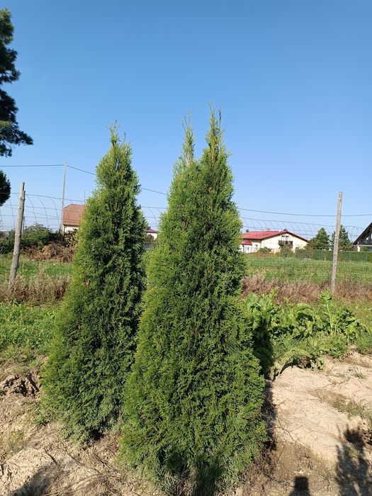 PROMOCJA Mega gruba tuja Szmaragd 170-180 cm thuja smaragd