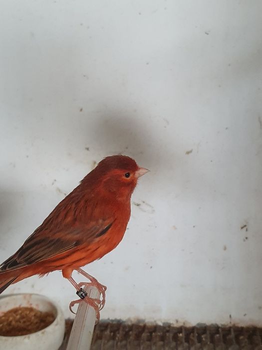 Canários agatas machos de 2025