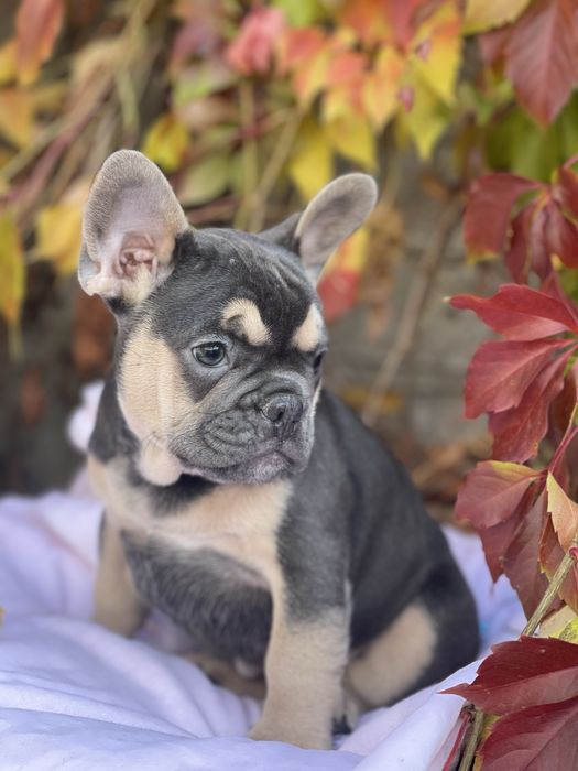 Францюзький бульдог