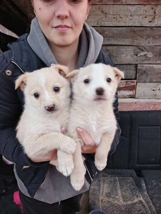 Віддаю цуценят в хороші руки