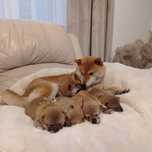 Shiba Inu z rodowodem UCI