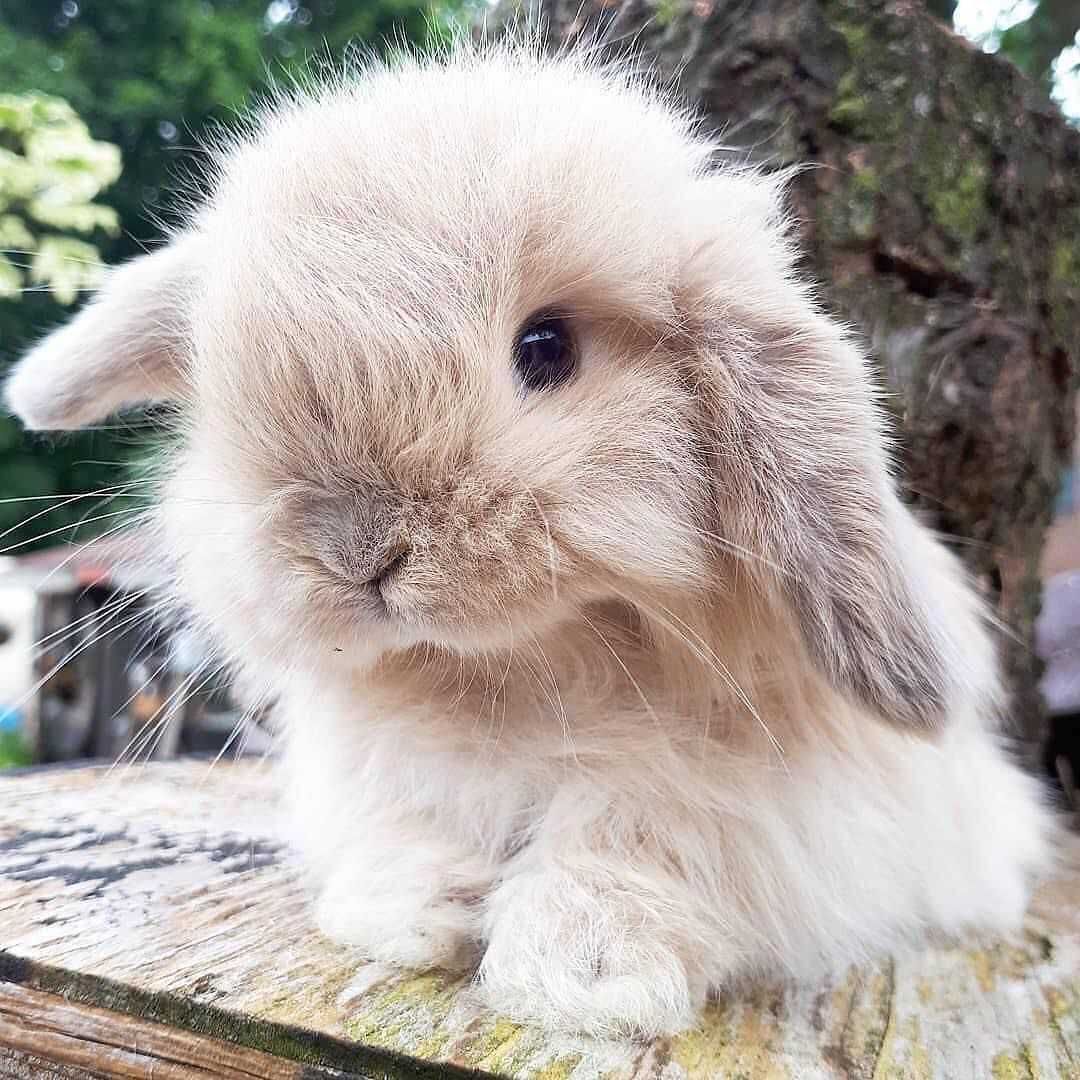 KIT Coelhos anões belier(orelhudos) muito dóceis e brincalhões