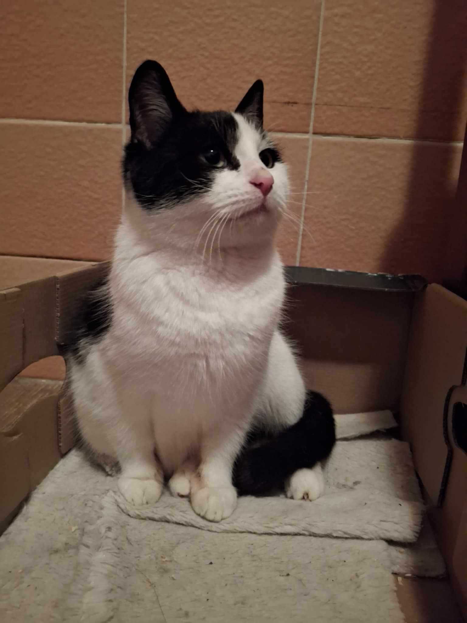 Fionka śliczna kotka do adopcji