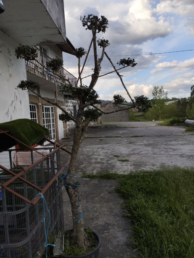 Vendo oliveira de jardim