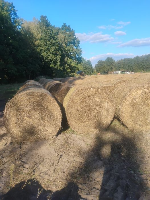 Słoma ekologiczna owsiana dobrze zbita