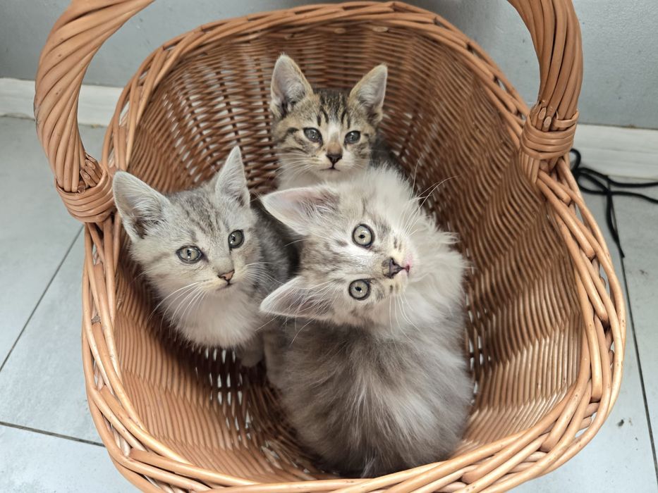 Oddam kotki w dobre ręce.