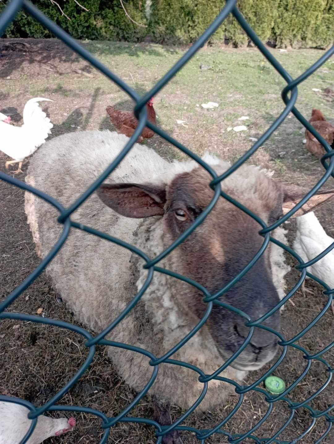 Owce ,owieczki,barany