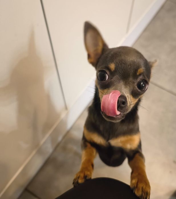 Chihuahua XS sunia niebieska***