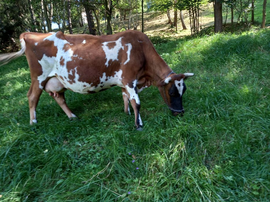 Krowa mleczna zacielona