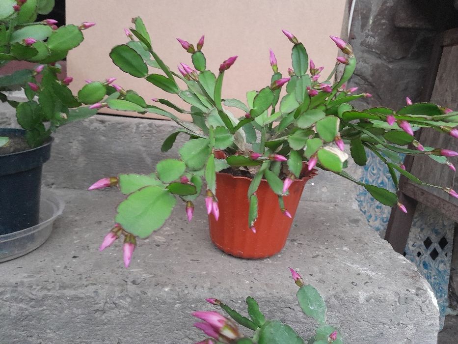 Різдвяник, пасхальник