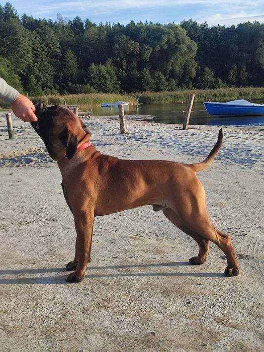Szczenię Bullmastiff super rodowód FCI