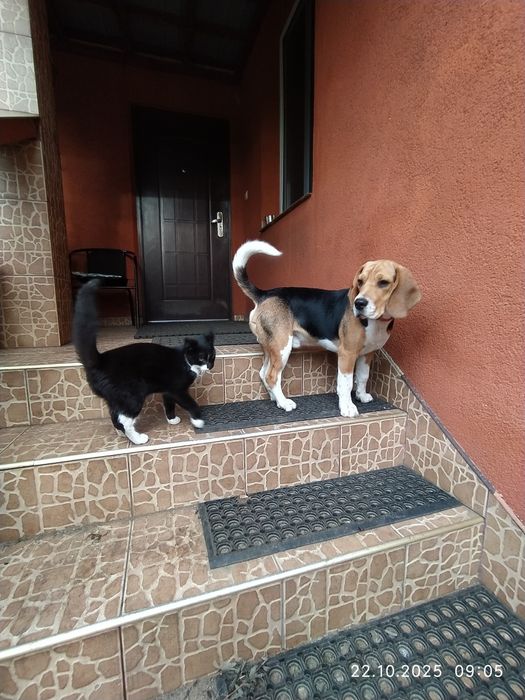 Beagle piesek 6 miesięcy szczepiony z rodowodem