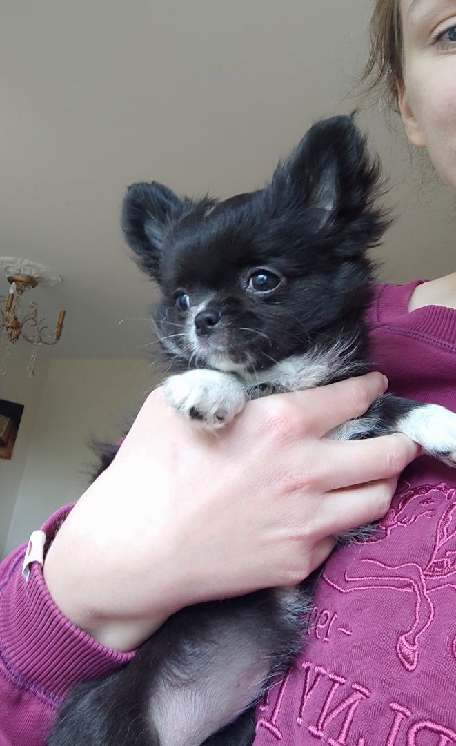 chihuahua długowłosa suczka FCI