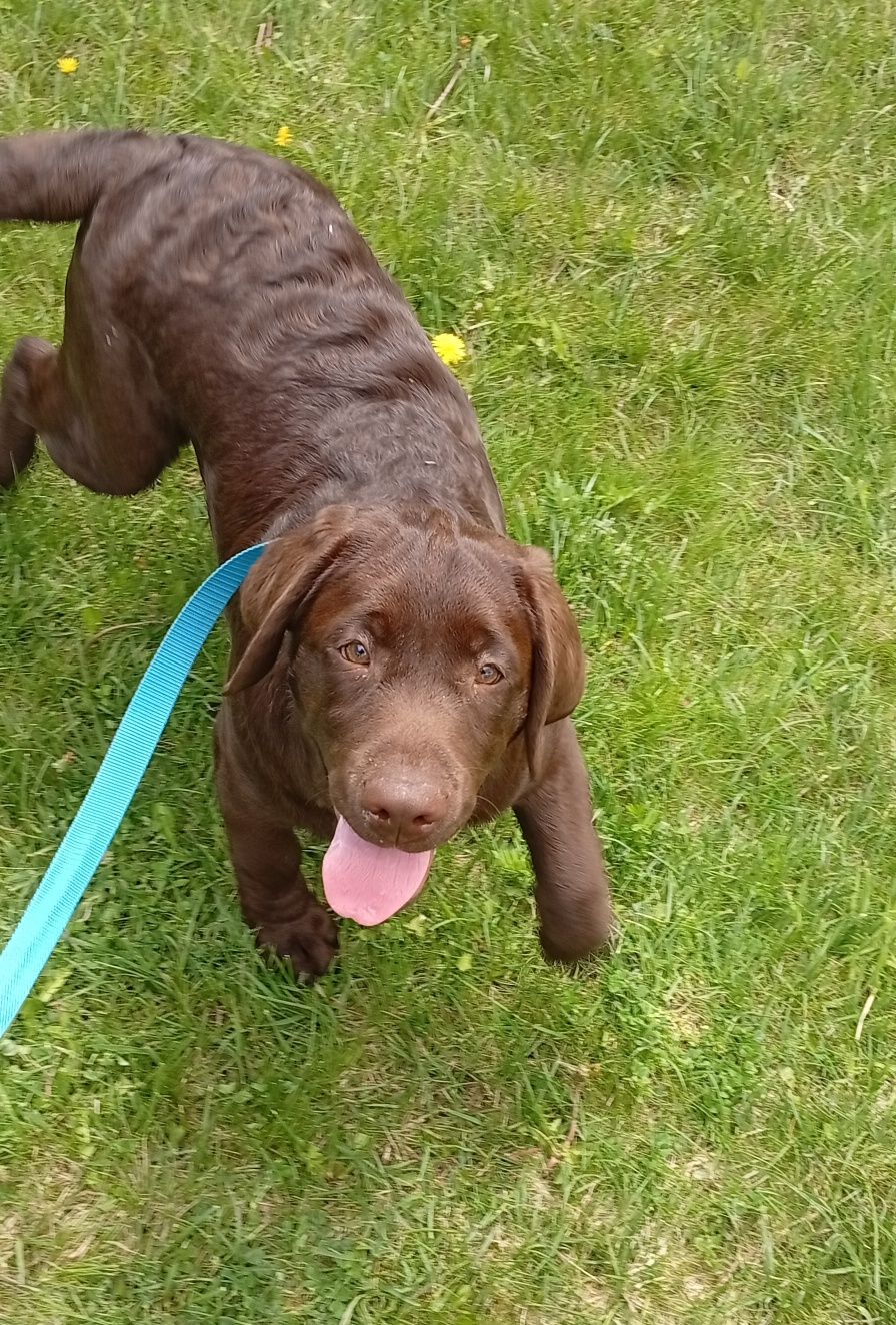 Lablador Retriever ZKwP/FCI Piękna czekoladowa suczka