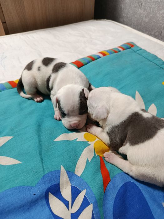 ЩЕНКИ Американского стаффа.