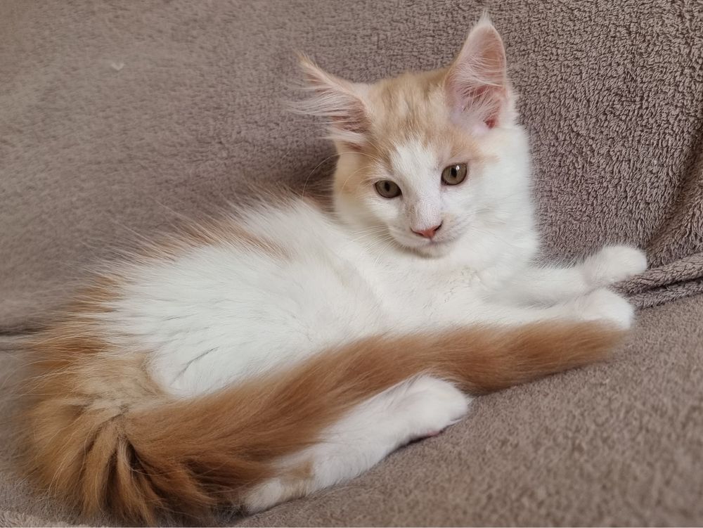 Maine Coon Macho LOP
