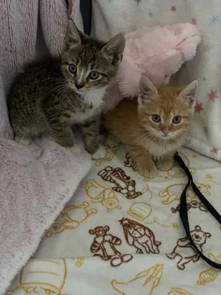 Kotek Rumianek do adopcji