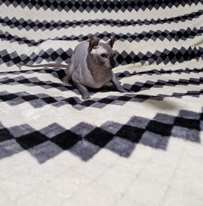 Мальчик породы Эльф