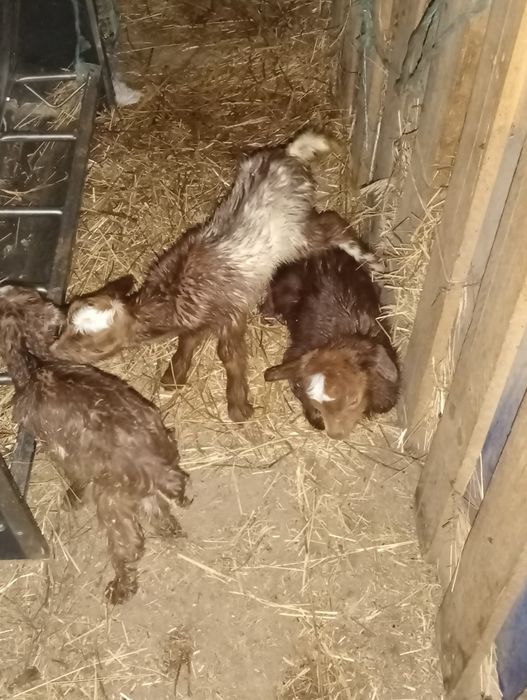 Vendo cabritos recém nascidos