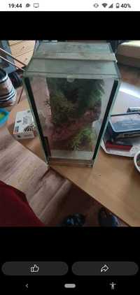 Terrarium dla pająka