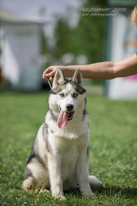 Щенок хаски