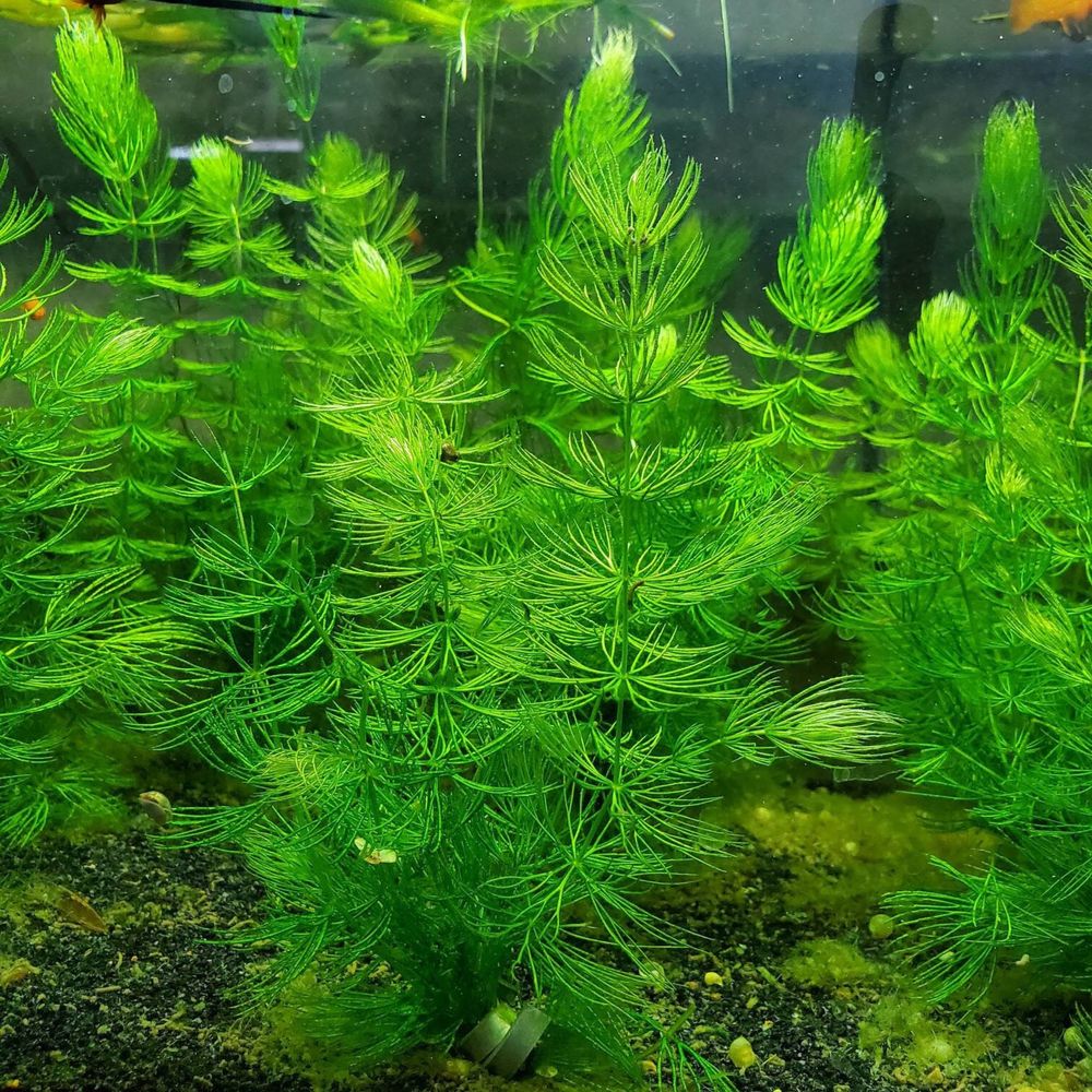 Plantas aquario, fox tail, e caracois physas e pleanorbis corneus