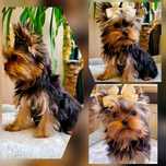 Chłopczyk piesek York Yorkshire Terrier FCI ZKwP