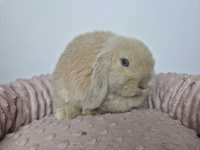 Piękny króliczek Mini lop, legalna Hodowla, do odbioru