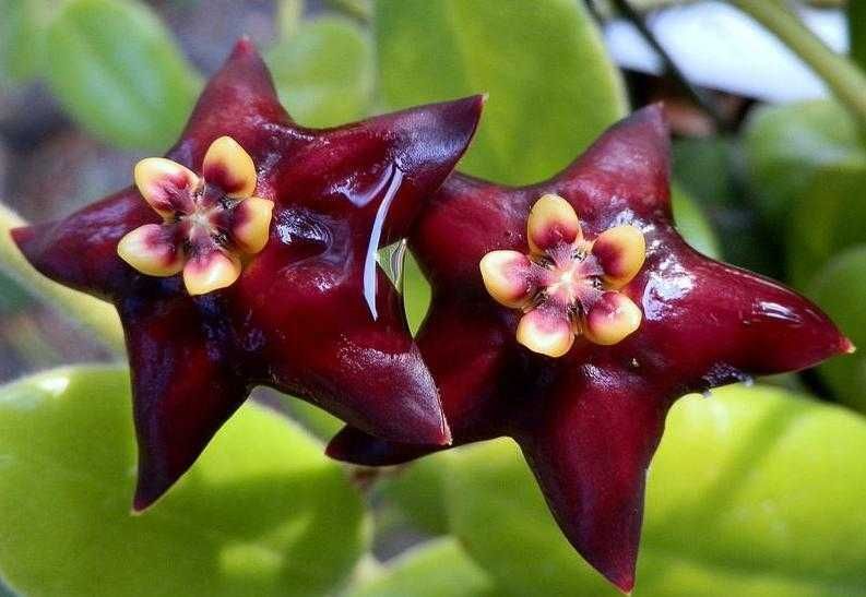 Хойя Ciliata  Цилиата укорененнная