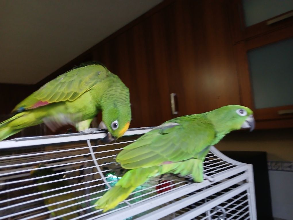 Casal de Amazonas ocrocepalos
