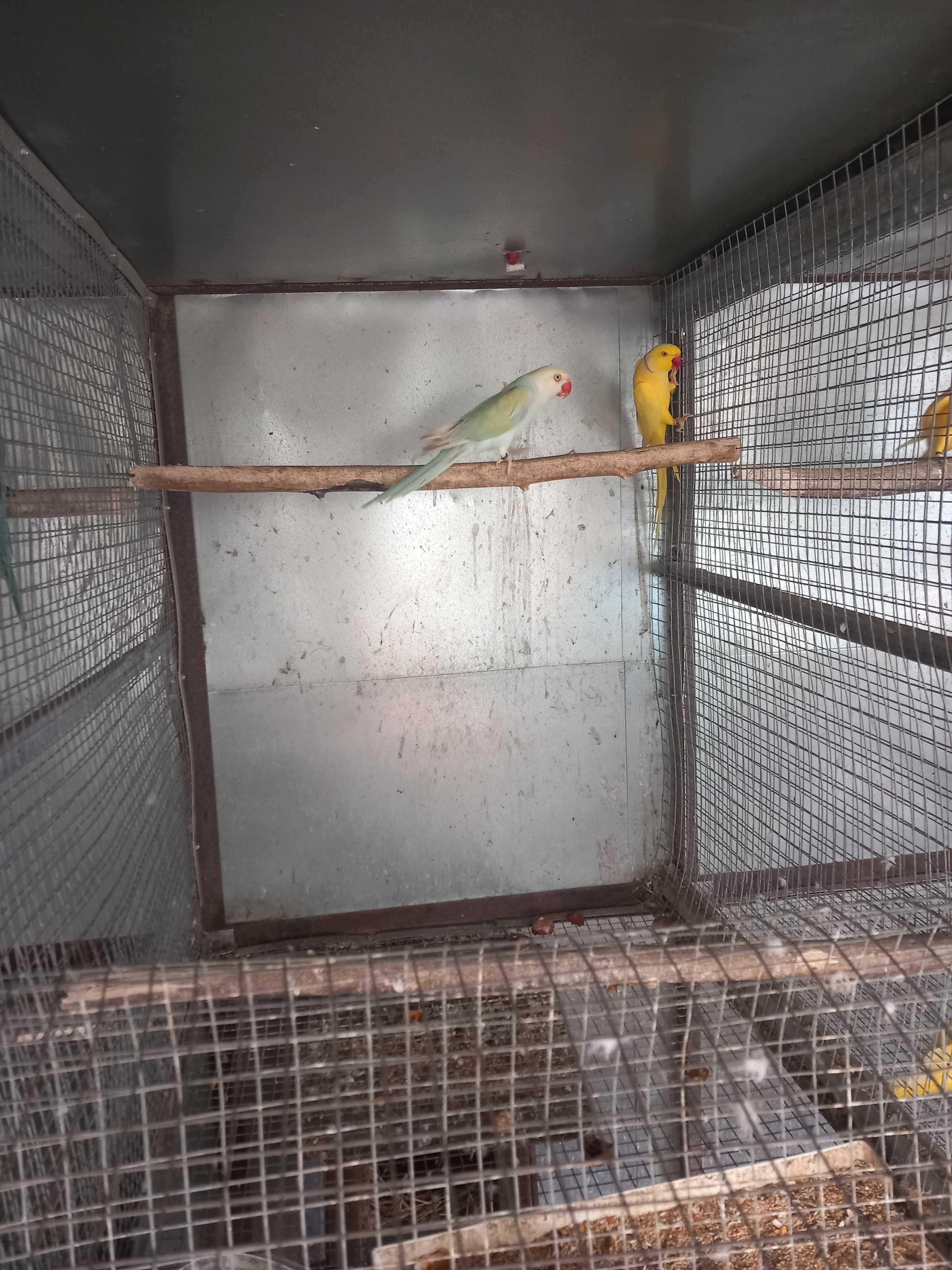 Ringnecks para criar á mão