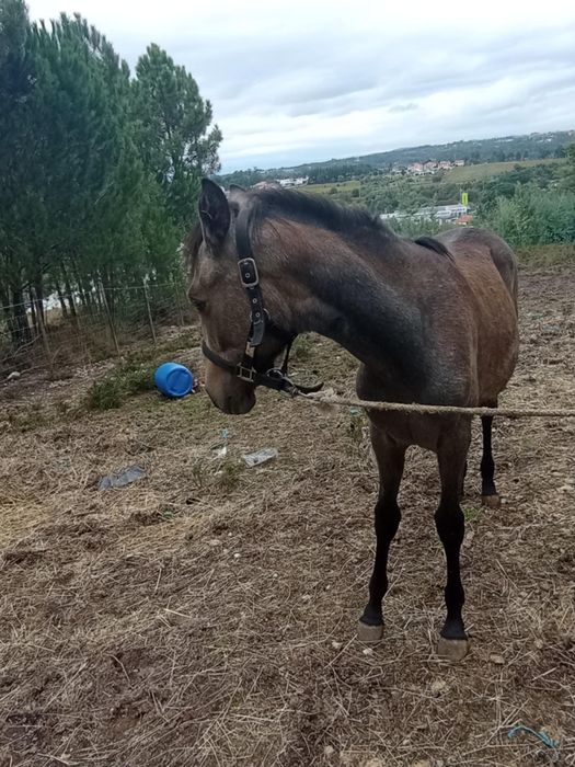 Vendo poldra com 6meses