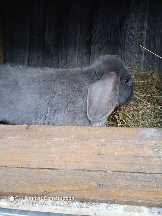 Króliki baran francuski