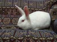 Кролики термондська біла