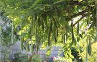 Wisteria chińska GLICYNIA fioletowa Strąki nasiona sadzonka