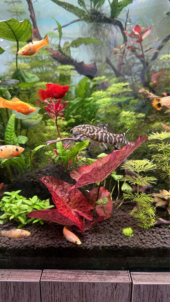 Planta para aquario Nymphaea Lotus