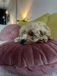 Piesek maltipoo, pudel toy x maltanczyk