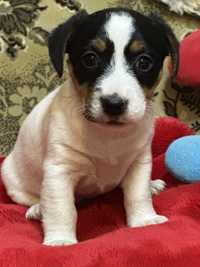 Jack russell  terrier mini suczka