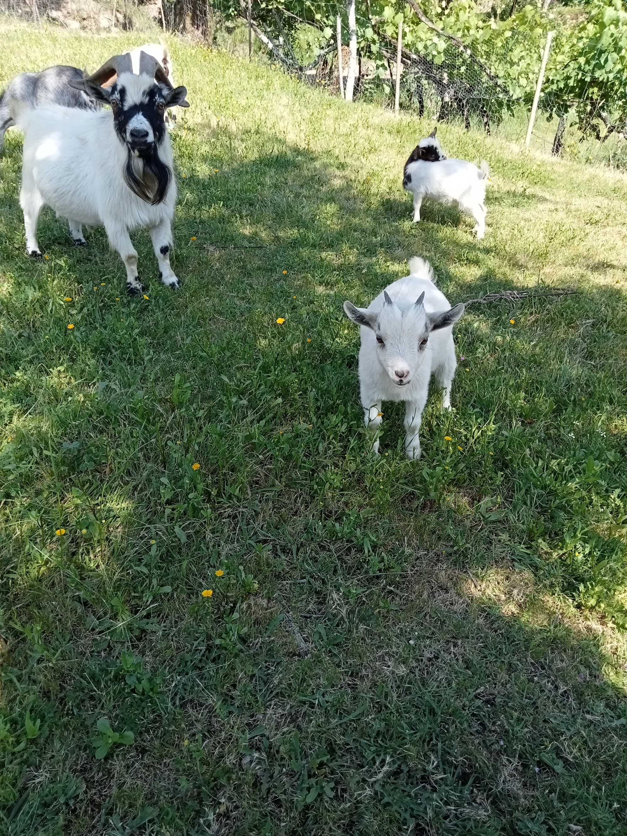 Cabras anãs/israelitas